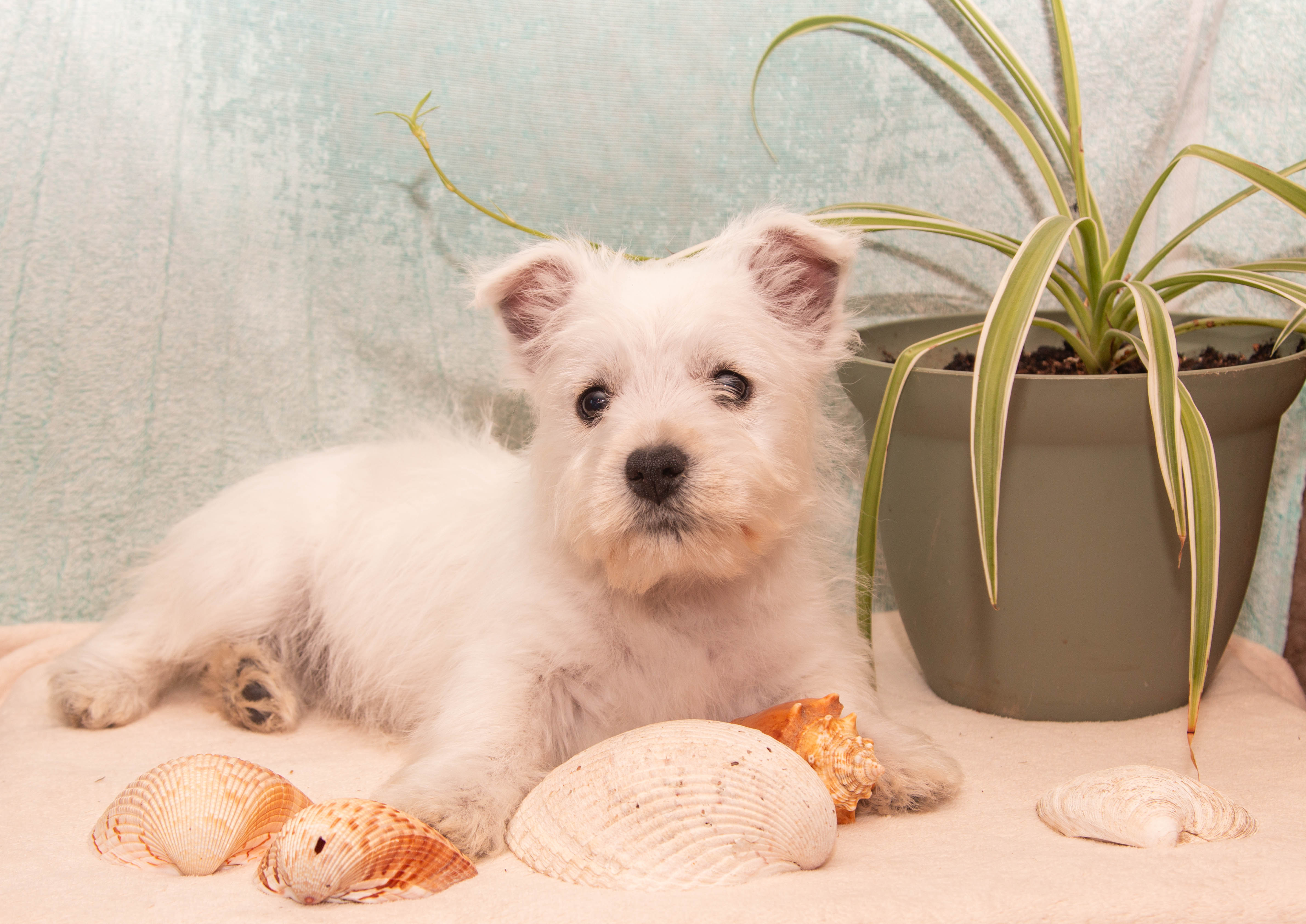 puppy, for, sale, West Highland White Terrier, Amos B. King, dog, breeder, Romney, WV, dog-breeder, puppy-for-sale, forsale, nearby, find, puppyfind, locator, puppylocator, aca